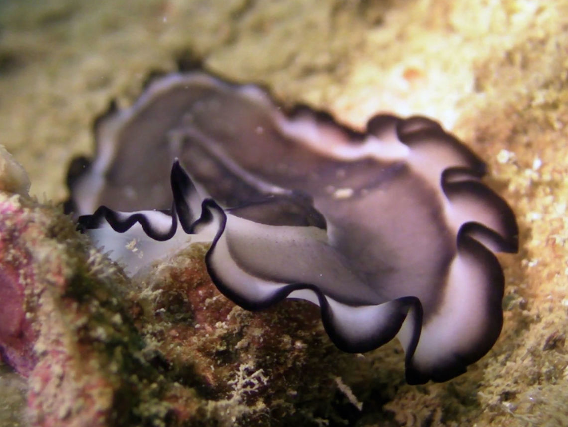 Flatworm - Nymphozoon bayeri  Flatworm,Geotagged,Ha'apai,Nymphozoon bayeri,Tonga,Winter