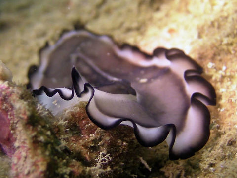 Flatworm - Nymphozoon bayeri  Flatworm,Geotagged,Ha'apai,Nymphozoon bayeri,Tonga,Winter
