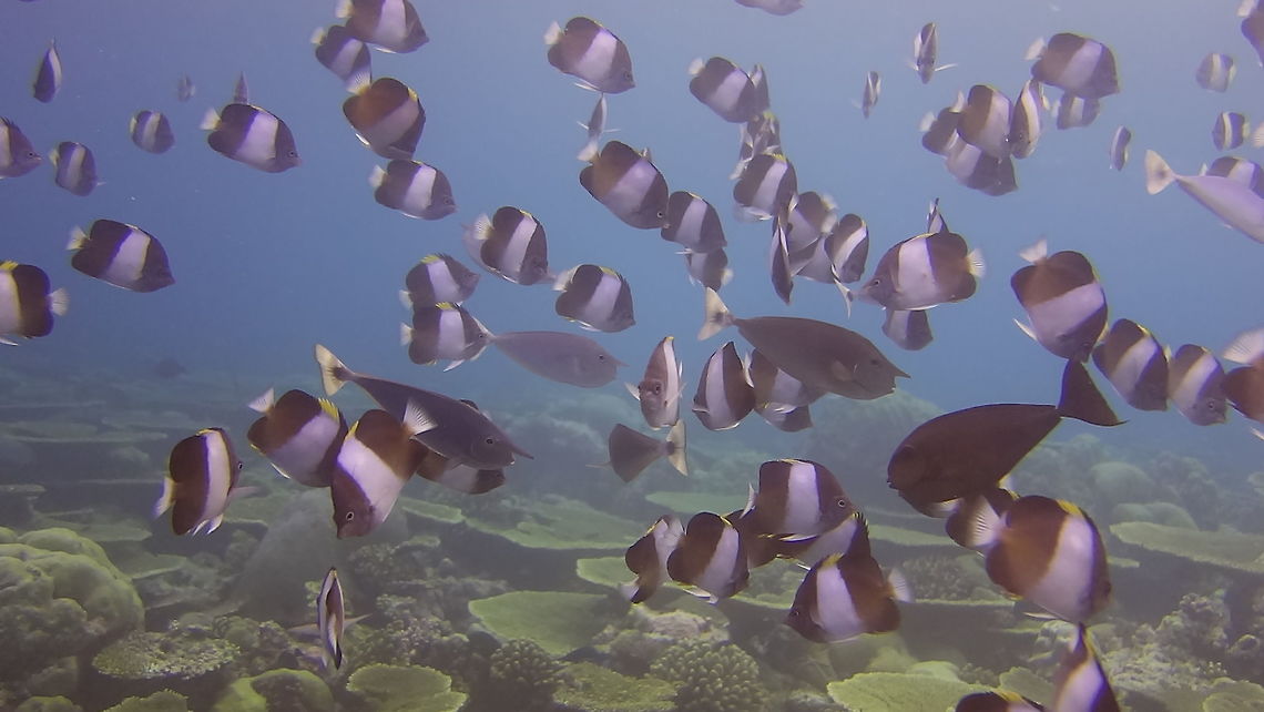 Black Pyramid Butterflyfish - Hemitaurichthys zoster The Black Pyramid Butterflyfish - Hemitaurichthys zoster has white pyramid shape formed by dark brown to blackish head and read body. Form large aggregations; feed on plankton high in water column. Black Pyramid Butterflyfish,Butterflyfish,Fall,Fish,Geotagged,Hemitaurichthys zoster,Maldives,Male