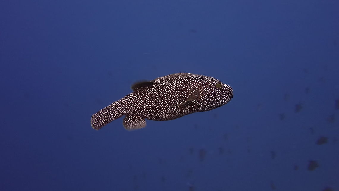 Guineafowl Puffer - Arothron meleagris  Arothron meleagris,Fall,Fish,Geotagged,Guineafowl puffer,Maldives,Male,Pufferfish