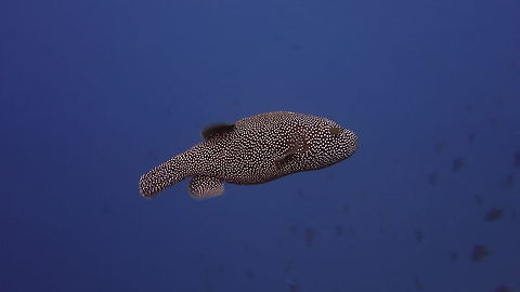 Guineafowl Puffer - Arothron meleagris  Arothron meleagris,Fall,Fish,Geotagged,Guineafowl puffer,Maldives,Male,Pufferfish