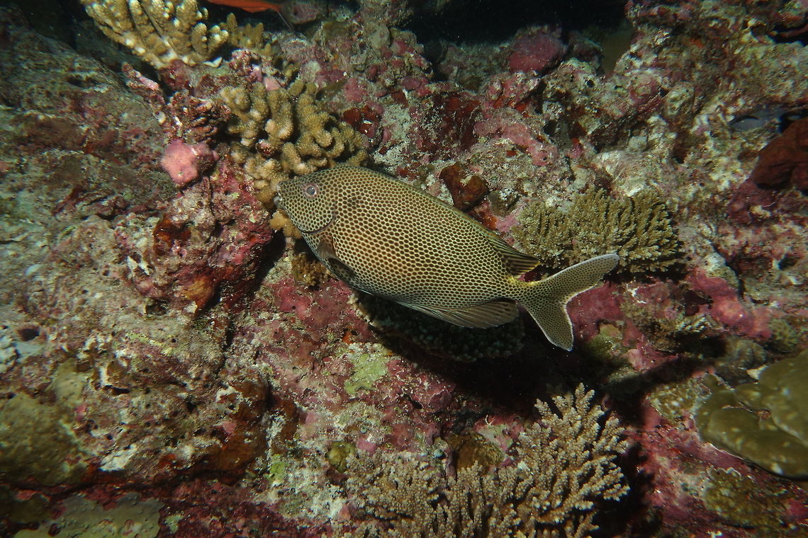 Rabbitfish - Siganus laqueus Updated ID - Siganus laqueus<br />
Previously misidentified as Siganus stellatus. Fish,Maldives,Male,Rabbitfish,Siganus laqueus