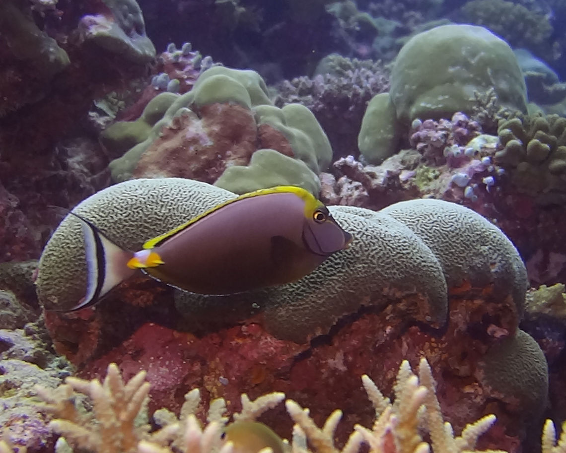 Elegant Unicornfish - Naso elegans                                 Fall,Fish,Geotagged,Maldives,Male,Naso elegans,Unicornfish