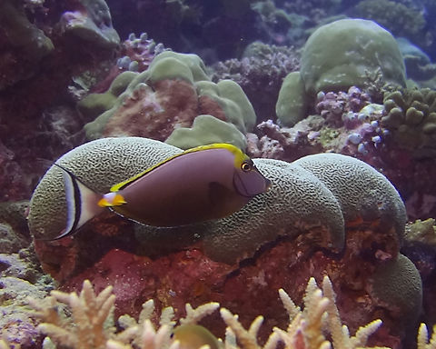 Elegant Unicornfish - Naso elegans                                 Fall,Fish,Geotagged,Maldives,Male,Naso elegans,Unicornfish