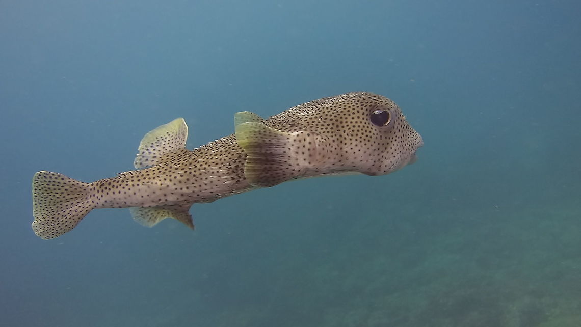 Spotted Porcupinefish - Diodon hystrix  Diodon hystrix,Fall,Fish,Geotagged,Maldives,Male,Porcupinefish,Spotted porcupinefish