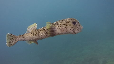 Spotted Porcupinefish - Diodon hystrix  Diodon hystrix,Fall,Fish,Geotagged,Maldives,Male,Porcupinefish,Spotted porcupinefish