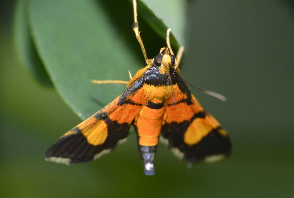Moth - Aethaloessa calidalis  Aethaloessa calidalis,Geotagged,Maddela,Moth,Philippines,Winter