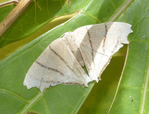 Moth - Orudiza protheclaria Not definitely certain with the ID, possibly Orudiza protheclaria. Geotagged,Maddela,Orudiza protheclaria,Philippines,Winter