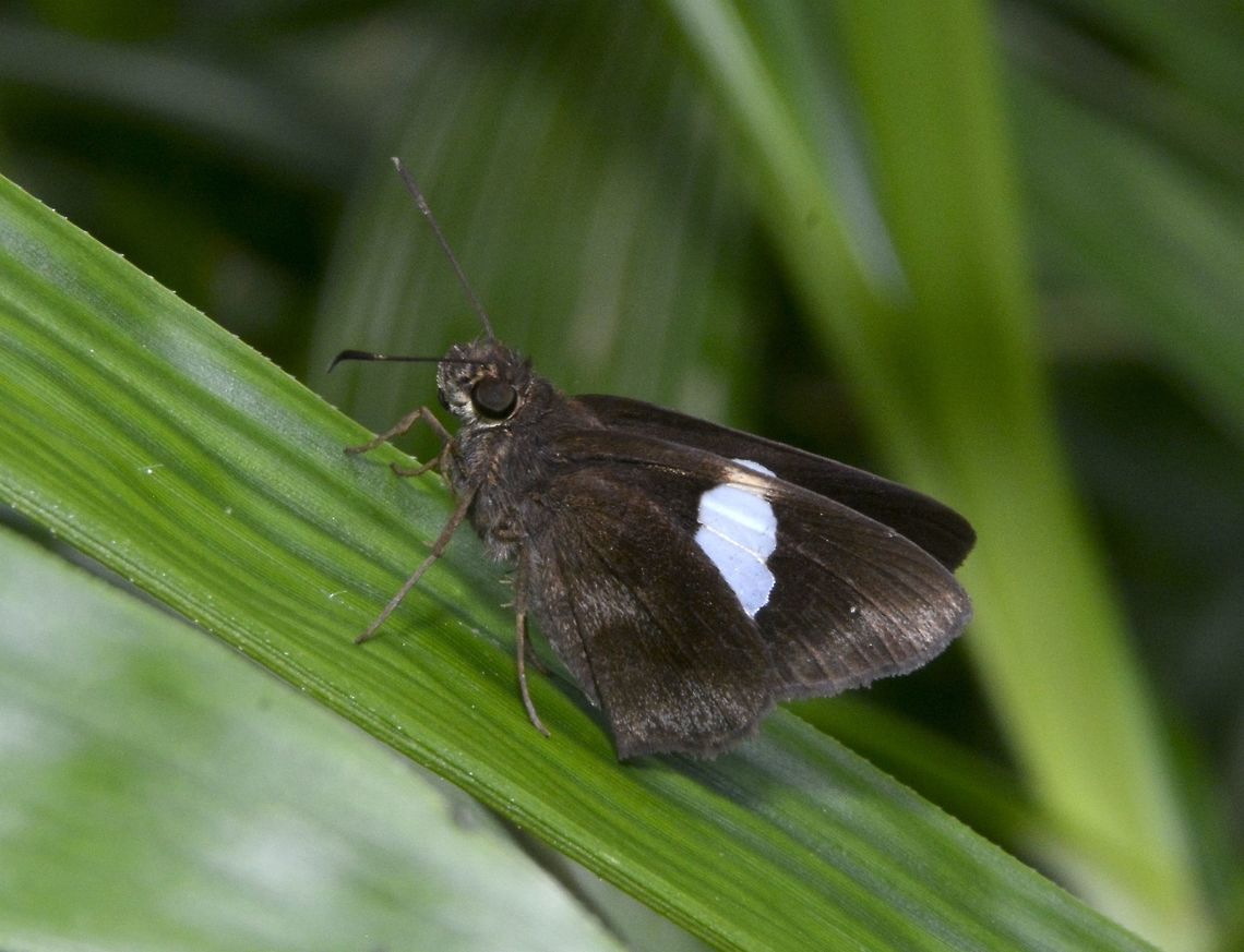 Common Banded Demon - Notocrypta paralysos volux Sub-species of Common Banded Demon - Notocrypta paralysos volux Butterfly,Common banded demon,Geotagged,Maddela,Notocrypta paralysos,Notocrypta paralysos volux,Philippines,Winterm