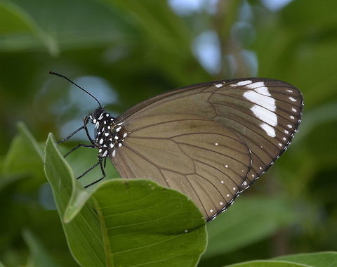 Purple Crow - Euploea tulliolus pollita  Butterfly,Euploea tulliolus pollita,Geotagged,Maddela,Philippines,Purple Crow,Winter