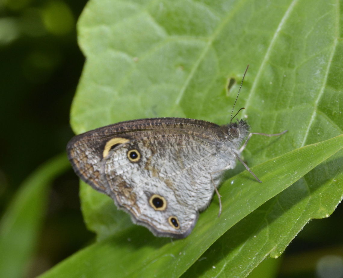 Small Three Ringed Butterfly - Ypthima norma aei Sub-species of Small Three Ringed Butterfly - Ypthima norma aei Butterfly,Geotagged,Maddela,Philippines,Small Three-ringed Butterfly,Winter,Ypthima norma,Ypthima norma aei