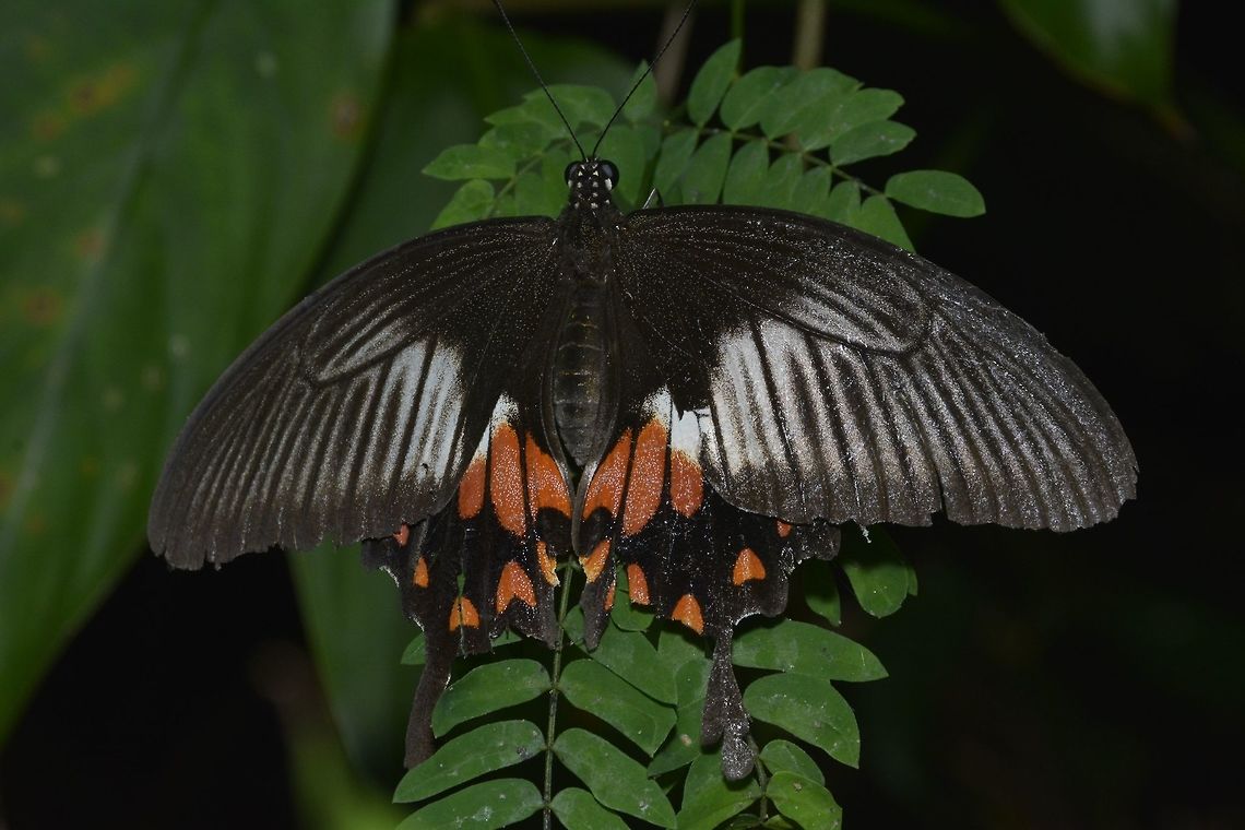 Common Mormon - Menelaides polytes ledebouria  Butterfly,Common Mormon,Geotagged,Maddela,Menelaides polytes ledebouria,Philippines,Winter