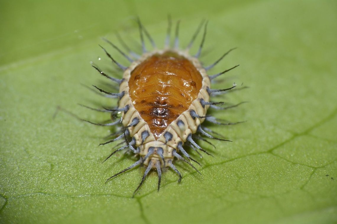 Pupae of Lady Bug Small Pupae, around 1 cm, of Lady Bug, from the family of Coccinellidae. Chilocorinae,Coccinellidae,Geotagged,Lady Bug,Maddela,Philippines,Pupae,Winter