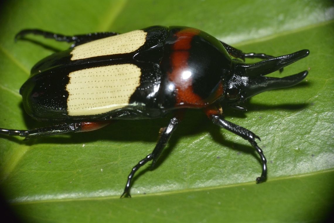 Beetle - Dicheros bicornis Male Beetle of Dicheros bicornis, with &#039;horns&#039;. Females does not have the &#039;horns. Beetle,Dicheros bicornis,Geotagged,Maddela,Philippines,Winter