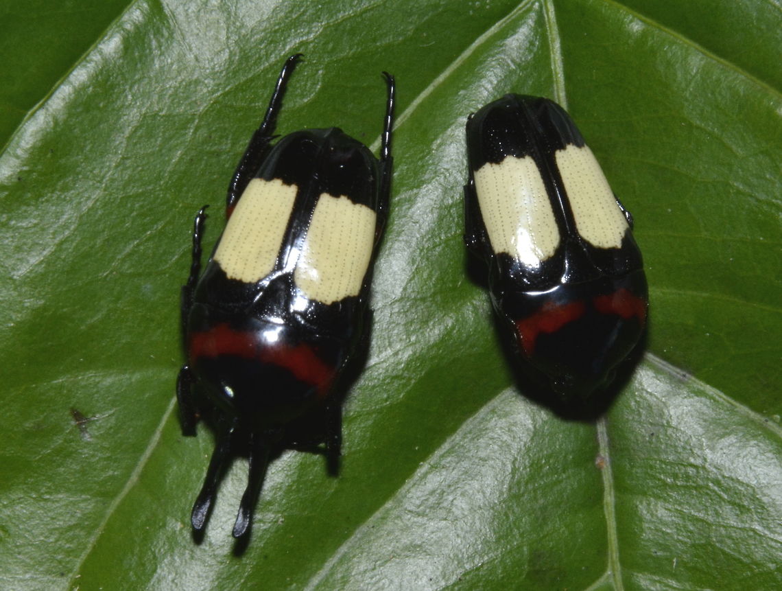 Beetles - Dicheros bicornis A pair od Dicheros bicornis Beetles, male on the left and female on the right. Beetle,Dicheros bicornis,Geotagged,Maddela,Philippines,Winter