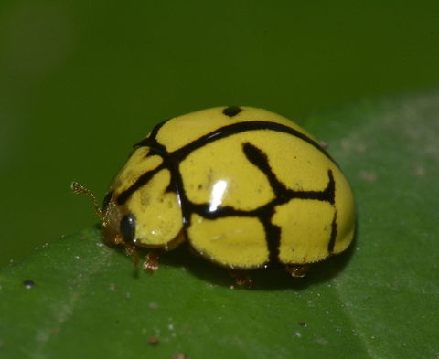 Netty Ladybird - Heteroneda reticulata  Beetle,Coccinellidae,Coleoptera,Geotagged,Heteroneda,Heteroneda billardieri,Heteroneda reticulata,Ladybug,Laybird,Maddela,Netty Ladybird,Philippines,Winter