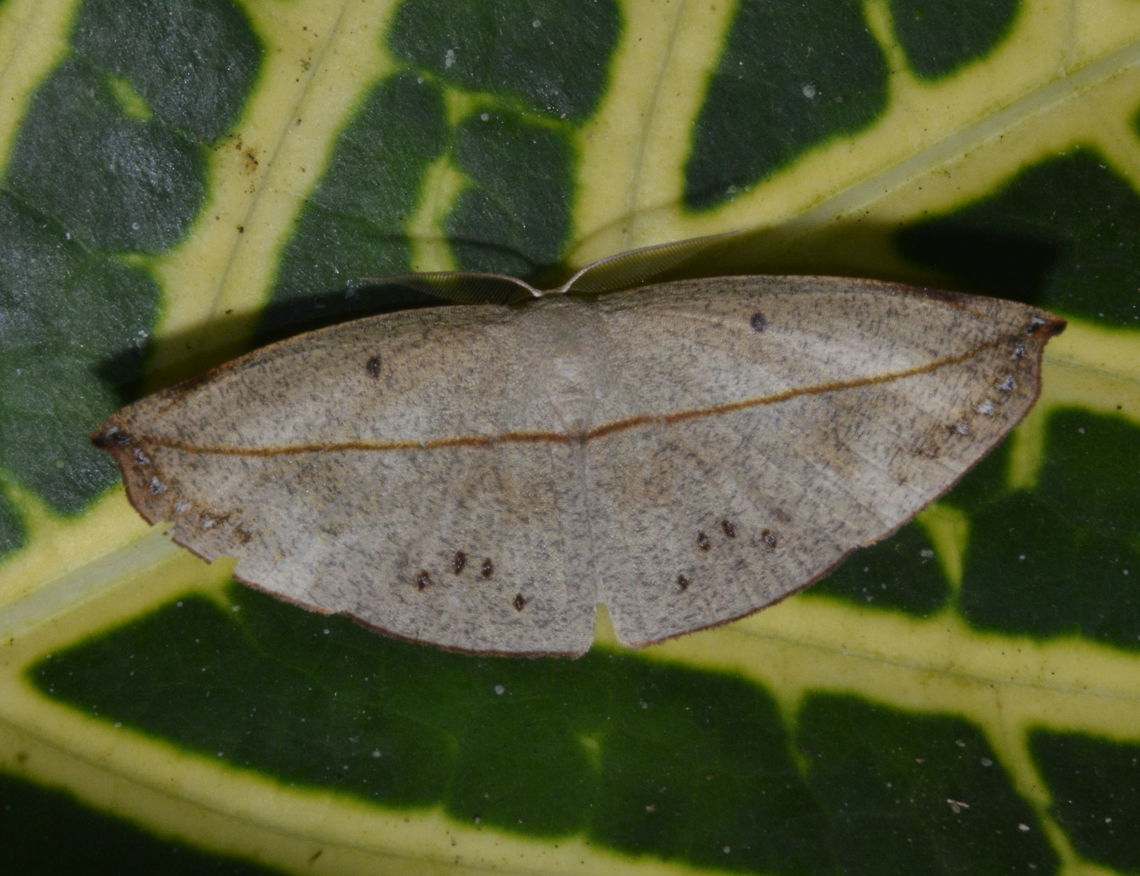 Moth - Decetia dichromata Not definite with the ID, the nearest I got from another forum was Decetia cf dichromata. Decetia dichromata,Geotagged,Maddela,Moth,Philippines,Winter