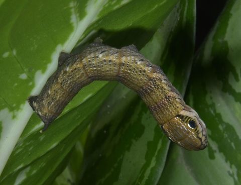 Caterpillar of Hawkmoth Caterpillar of Hawkmoth, around 4 cm in length, has false eyes on its tail end, looking like the face of a Snake of Lizard. Caterpillar,Geotagged,Hawkmoth,Maddela,Philippines,Winter
