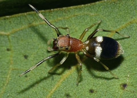 Velvet-Ant Mimic Spider - Myrmarachne sp (?) Small Spider, less than 1 cm, and slender, shaped like an ant. It was actively moving and as it moves, it 'waves' its first pair of legs like the antennae of ant. At first glance, I had thought it was a 'velvet ant' based on the patterns of its abdomen.

Possibly from the genus Myrmarachne. Ant-Mimic Spider,Geotagged,Maddela,Myrmarachne,Myrmarachne sp,Philippines,Spider,Velvet-Ant Mimic Spider,Winter