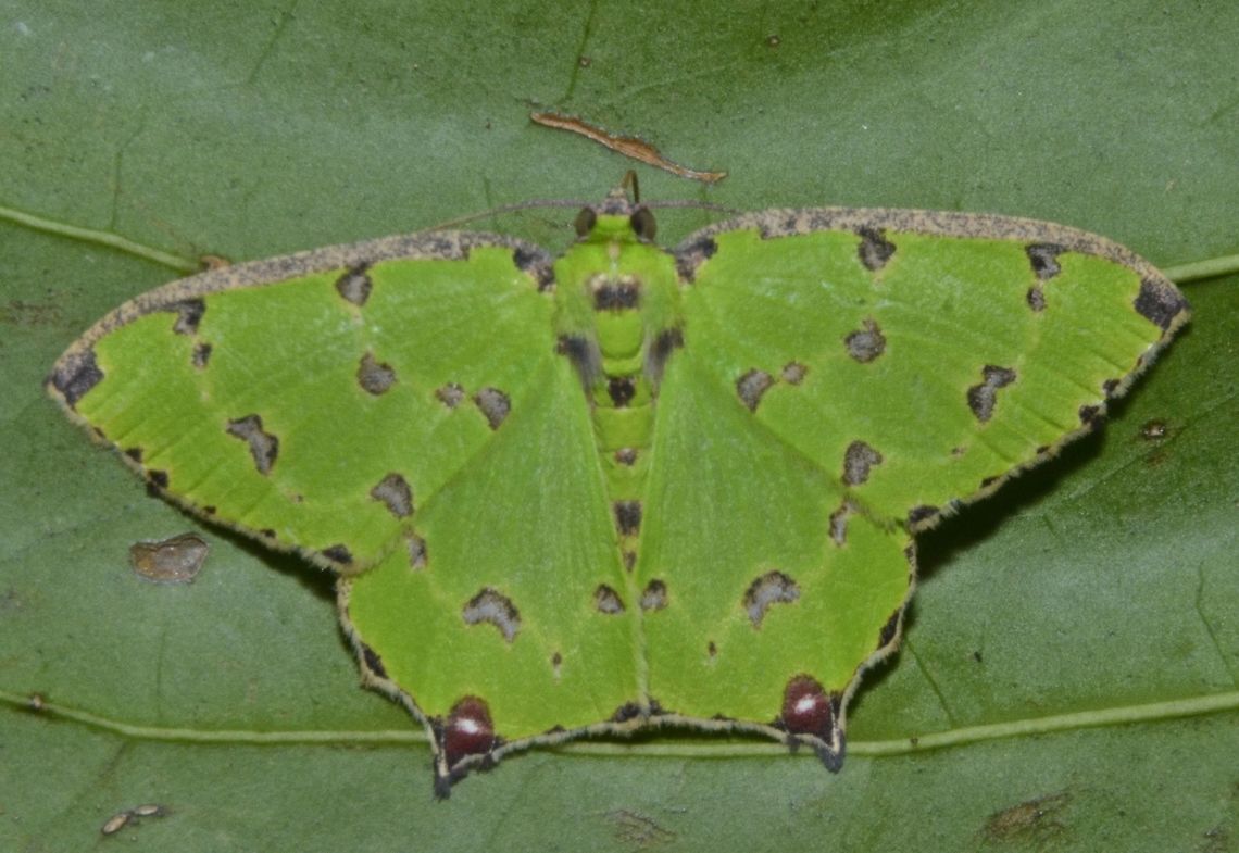 Moth - Agathia distributa  Agathia distributa,Geotagged,Maddela,Moth,Moth Week 2018,Philippines,Winter