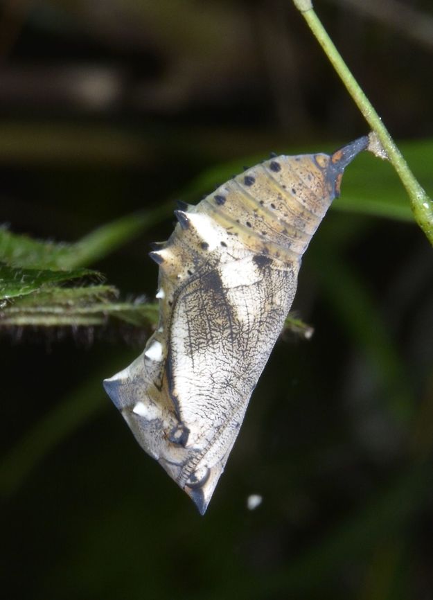 Pupae of Lurcher - Yoma sabina Received the ID from another forum for Pupae of Lurcher - Yoma sabina, which according to him is a rarely photographed Pupae. Australian Lurcher,Geotagged,Maddela,Philippines,Pupae,Winter,Yoma sabina