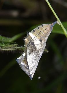 Pupae of Lurcher - Yoma sabina Received the ID from another forum for Pupae of Lurcher - Yoma sabina, which according to him is a rarely photographed Pupae. Australian Lurcher,Geotagged,Maddela,Philippines,Pupae,Winter,Yoma sabina