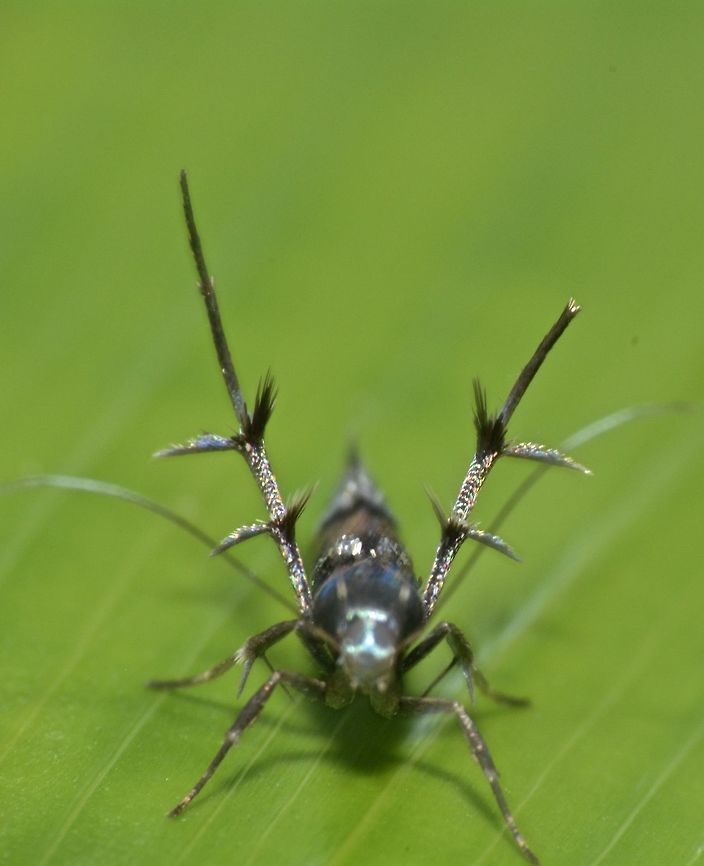 Cosmet Moth Tiny and slender Cosmet Moth, around 1 cm from the family of Cosmopterigidae. Cosmet Moth,Geotagged,Maddela,Moth,Philippines,Winter