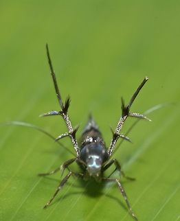 Cosmet Moth Tiny and slender Cosmet Moth, around 1 cm from the family of Cosmopterigidae. Cosmet Moth,Geotagged,Maddela,Moth,Philippines,Winter