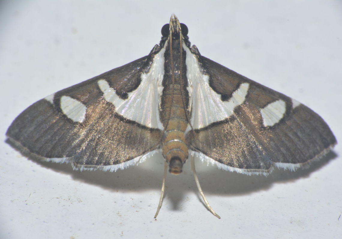 Moth - Glyphodes bicolor  Geotagged,Glyphodes bicolor,Maddela,Moth,Philippines,Winter