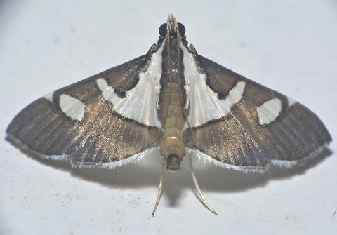 Moth - Glyphodes bicolor  Geotagged,Glyphodes bicolor,Maddela,Moth,Philippines,Winter