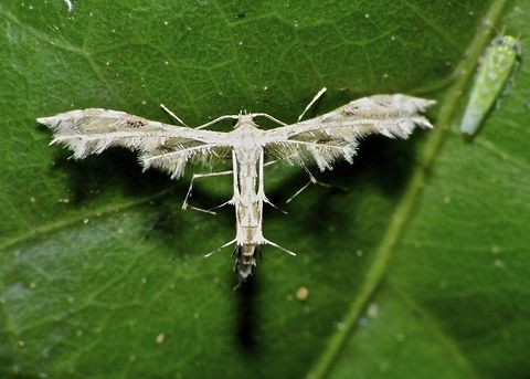 Plume Moth - Sphenarches anisodactylus Plume Moth, from the family of Pterophoridae. Geotagged,Maddela,Moth,Philippines,Plume Moth,Pterophoridae,Sphenarches anisodactylus,Winter