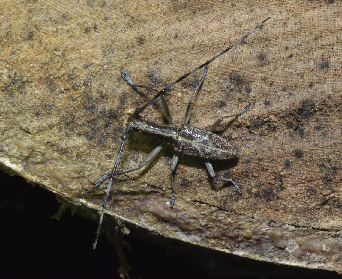 Long Horn Beetle  Beetle,Geotagged,Longhorn Beetle,Maddela,Philippines,Winter