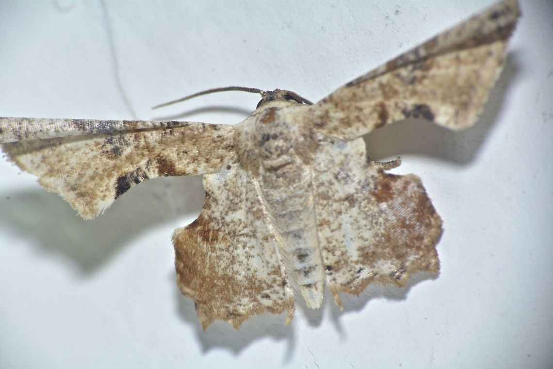 Moth - Monobolodes sp.  Geotagged,Kubah,Malaysia,Monobolodes,Monobolodes sp,Moth,Winter