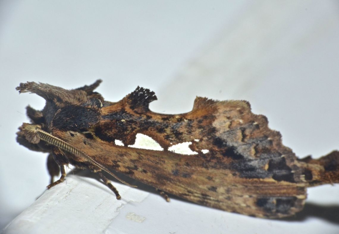 Moth - Allata benderi  Allata benderi,Geotagged,Kubah,Malaysia,Moth,Winter