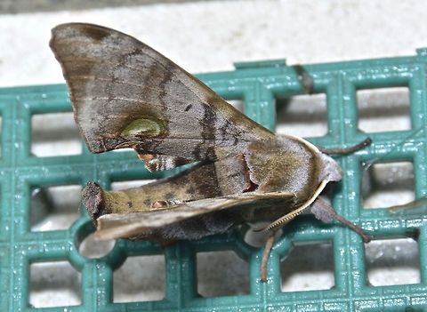 Hawkmoth - Daphnusa ocellaris  Daphnusa ocellaris,Geotagged,Hawkmoth,Kubah,Malaysia,Moth,Winter