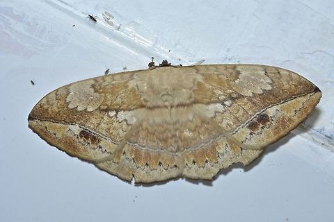 Monkey Moth - Eupterote asclepiades  Eupterote asclepiades,Geotagged,Kubah,Malaysia,Monkey Moth,Moth,Winter