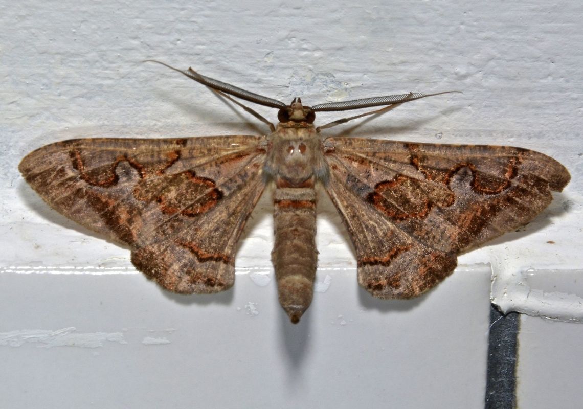 Moth - Hypochrosis binexata  Geotagged,Hypochrosis binexata,Kubah,Malaysia,Moth,Winter