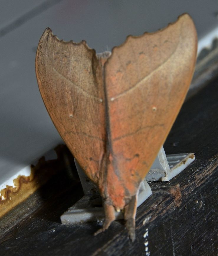 Moth - Gangarides rosea  Gangarides rosea,Geotagged,Kubah,Malaysia,Moth,Winter