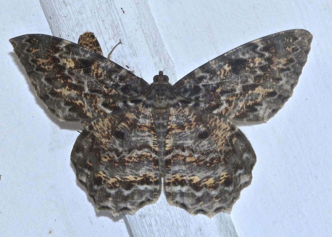 Moth - Amblychia sommereri  Amblychia sommereri,Geotagged,Kubah,Malaysia,Moth,Winter