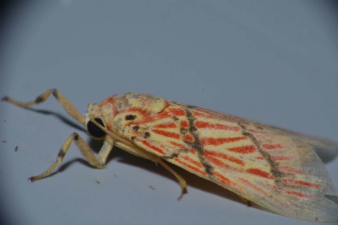 Tiger Moth - Barsine lucibilis  Barsine lucibilis,Geotagged,Kubah,Malaysia,Moth,Tiger Moth,Winter