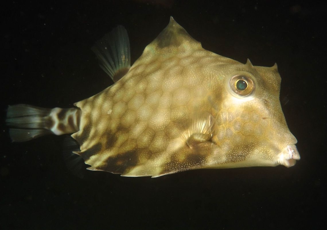Smallspine Turretfish - Tetrosomus concatenatus The Smallspine Turretfish - Tetrosomus concatenatus has triangular carapace with pair of thorn-like spines on raised mid-dorsal ridge; gray to yellowish brown with dark network of hexagons and small blue spots.                                Anilao,Batangas,Fish,Geotagged,Philippines,Smallspine Turretfish,Tetrosomus concatenatus,Turretfish,Winter
