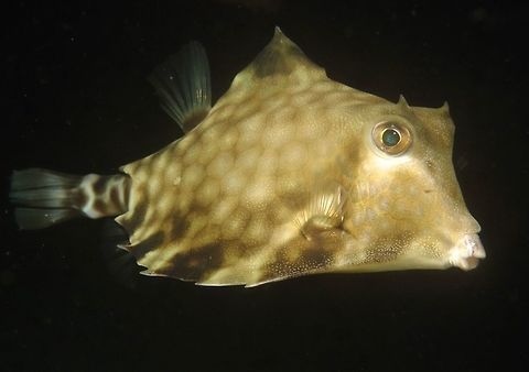 Smallspine Turretfish - Tetrosomus concatenatus The Smallspine Turretfish - Tetrosomus concatenatus has triangular carapace with pair of thorn-like spines on raised mid-dorsal ridge; gray to yellowish brown with dark network of hexagons and small blue spots.                                Anilao,Batangas,Fish,Geotagged,Philippines,Smallspine Turretfish,Tetrosomus concatenatus,Turretfish,Winter