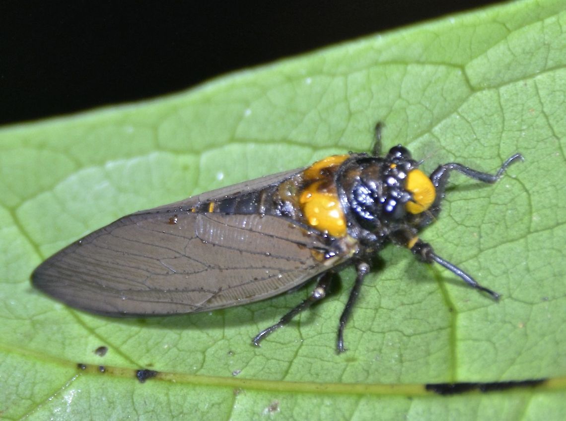 Black and Gold Cicada - Heuchys fusca  Black and Gold Cicada,Cicada,Geotagged,Heuchys fusca,Kubah,Malaysia,Winter