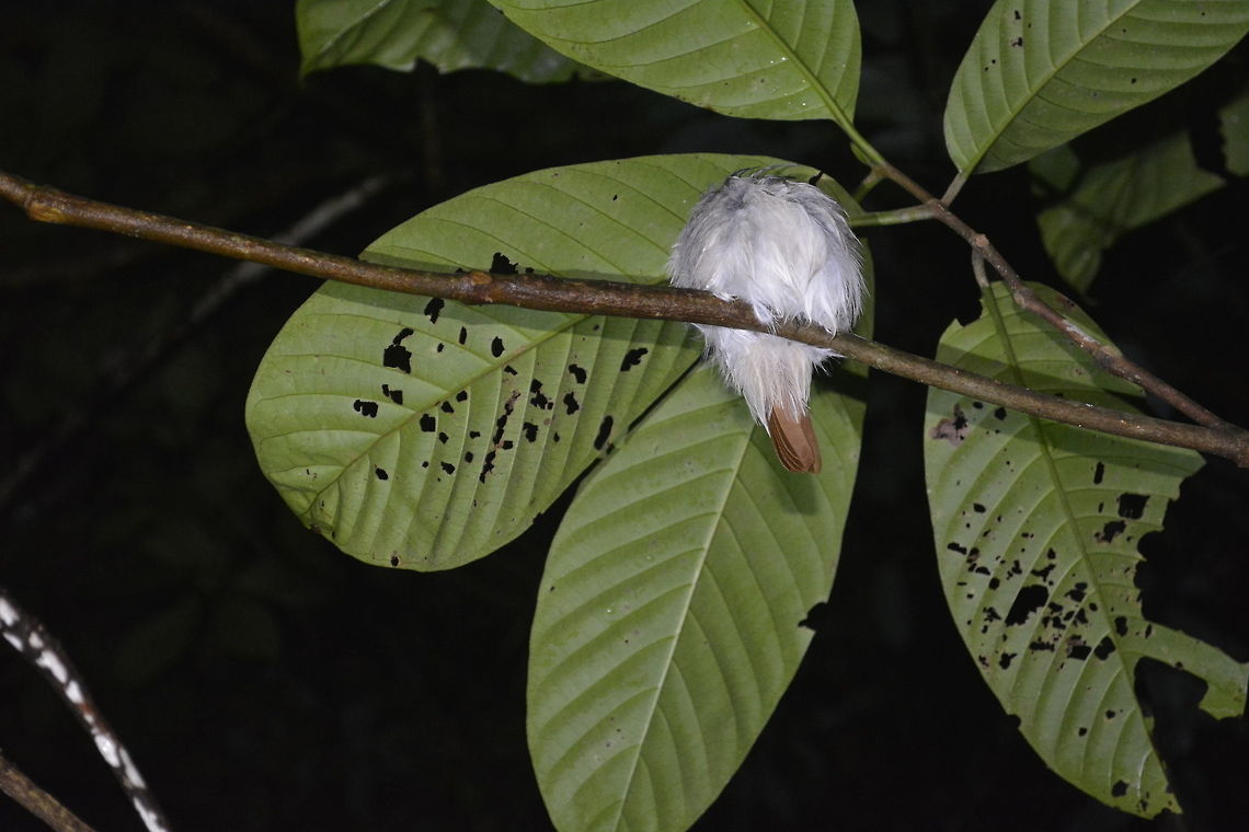 Sleeping Rufous-Tailed Tailorbird - Orthotomus sericeus  Bird,Fall,Geotagged,Kubah,Malaysia,Orthotomus sericeus,Rufous-tailed tailorbird,Tailorbird