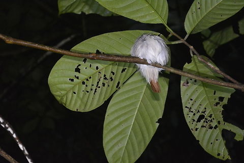 Sleeping Rufous-Tailed Tailorbird - Orthotomus sericeus  Bird,Fall,Geotagged,Kubah,Malaysia,Orthotomus sericeus,Rufous-tailed tailorbird,Tailorbird