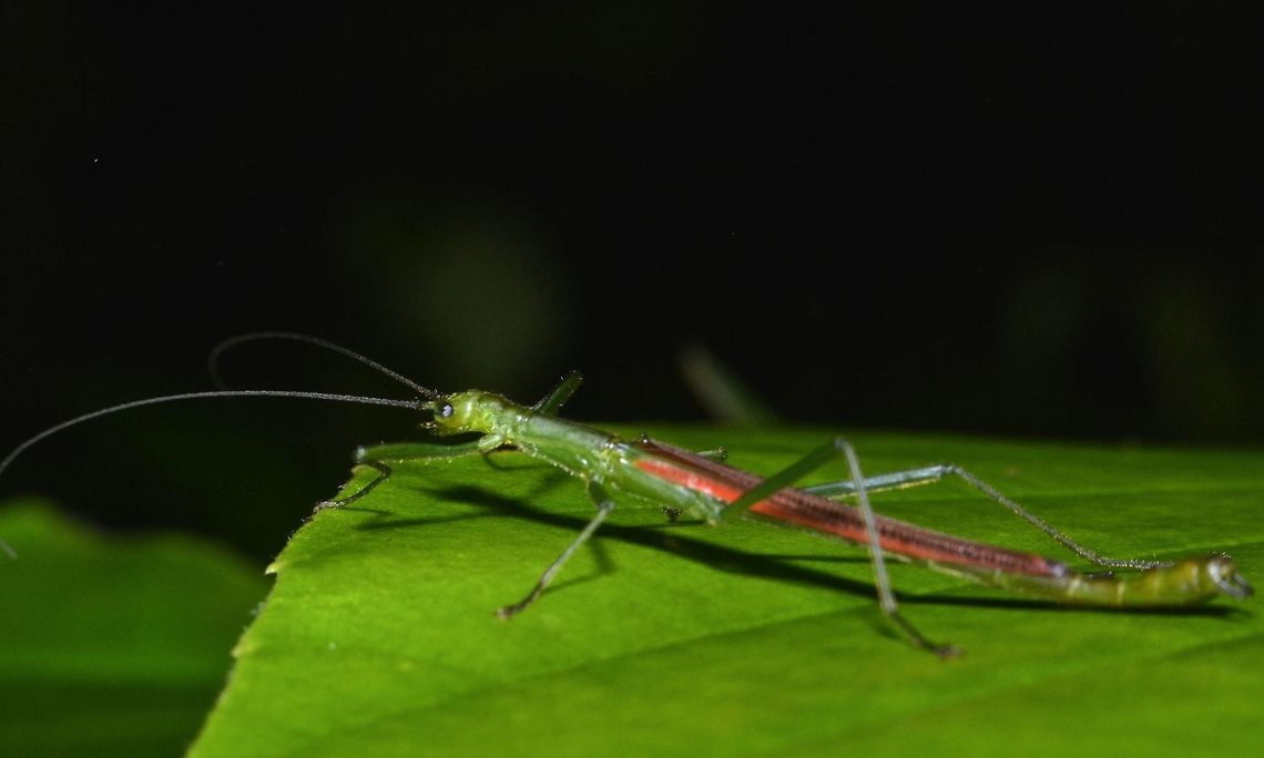 Stick Insect/Phasmid - Chlorobistus sp Stick Insect/Phasmid from the genus Chlorobistus. Chlorobistus,Chlorobistus sp,Geotagged,Kubah,Malaysia,Phasmid,Stick Insect,Winter