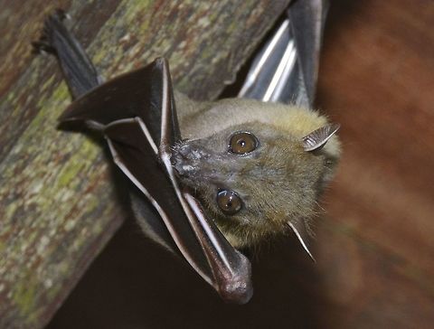 Lesser Short-Nosed Fruit Bat - Cynopterus brachyotis Not definitely sure with the ID, if not Cynopterus brachyotis, it should still be from the genus Cynopterus. Bat,Cynopterus brachyotis,Fruit Bat,Geotagged,Kubah,Lesser short-nosed fruit bat,Malaysia,Winter