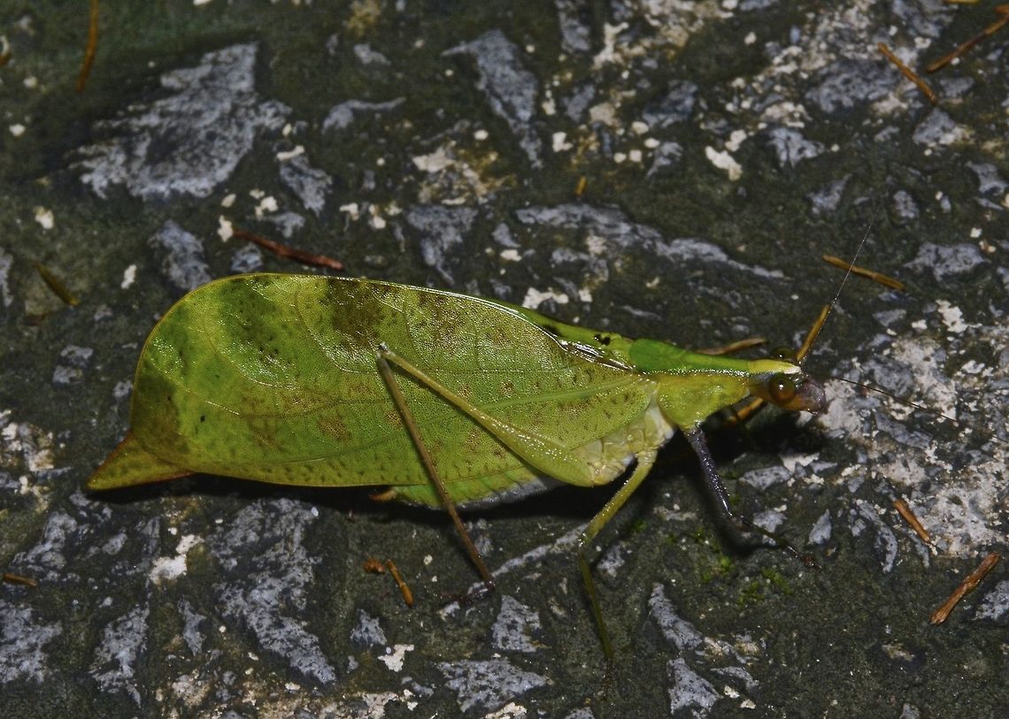 Leaf Katydid - Leptoderes ornatipennis  Geotagged,Katydid,Kubah,Leaf Katydid,Leptoderes ornatipennis,Malaysia,Winter