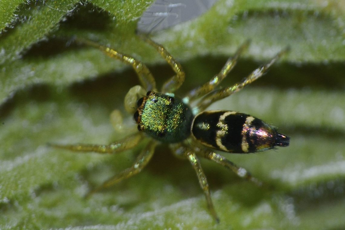Jumping Spider Small colourful Jumping Spider, less than 1 cm seen in the garden. Geotagged,Jumping Spider,Malaysia,Penang,Spider,Winter