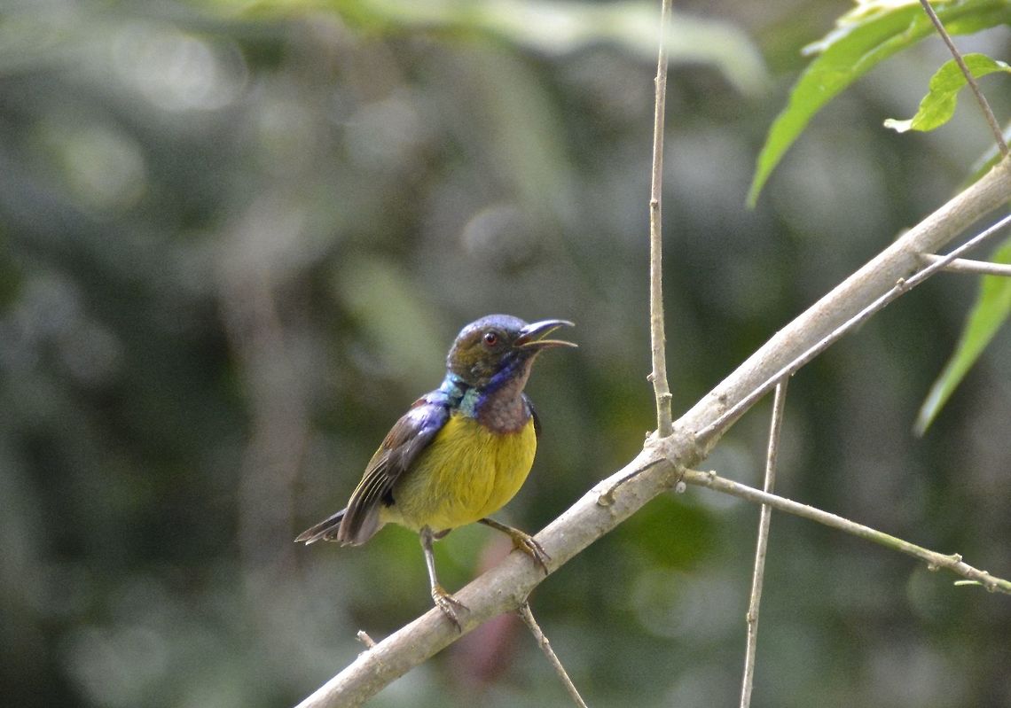 Olive-Backed Sunbird - Cinnyris jugularis  Bird,Cinnyris jugularis,Geotagged,Malaysia,Olive-backed Sunbird,Penang,Summer,Sunbird
